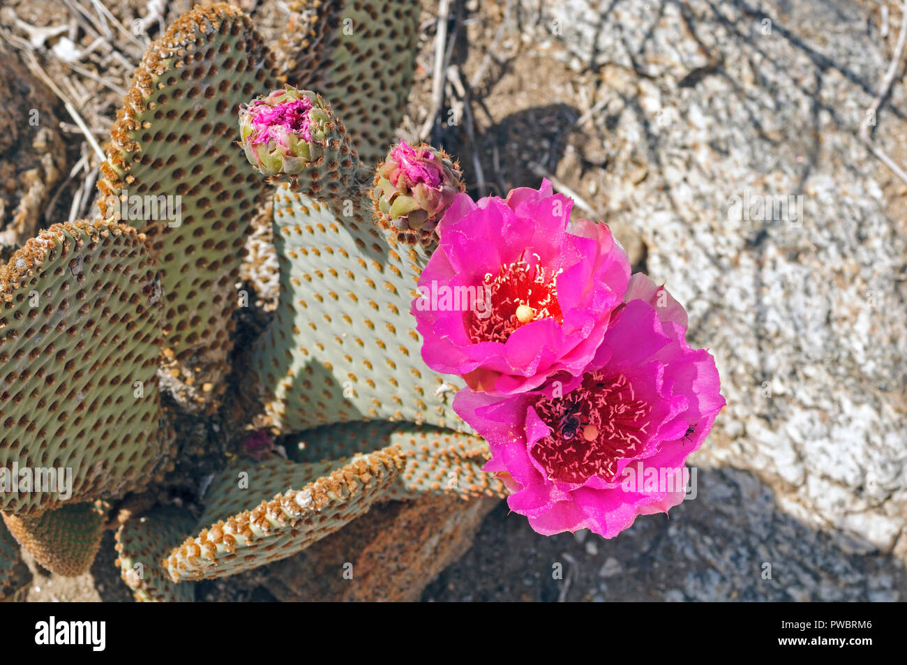Beavertail cactus in Anza-Borrego Desert State park Stock Photo