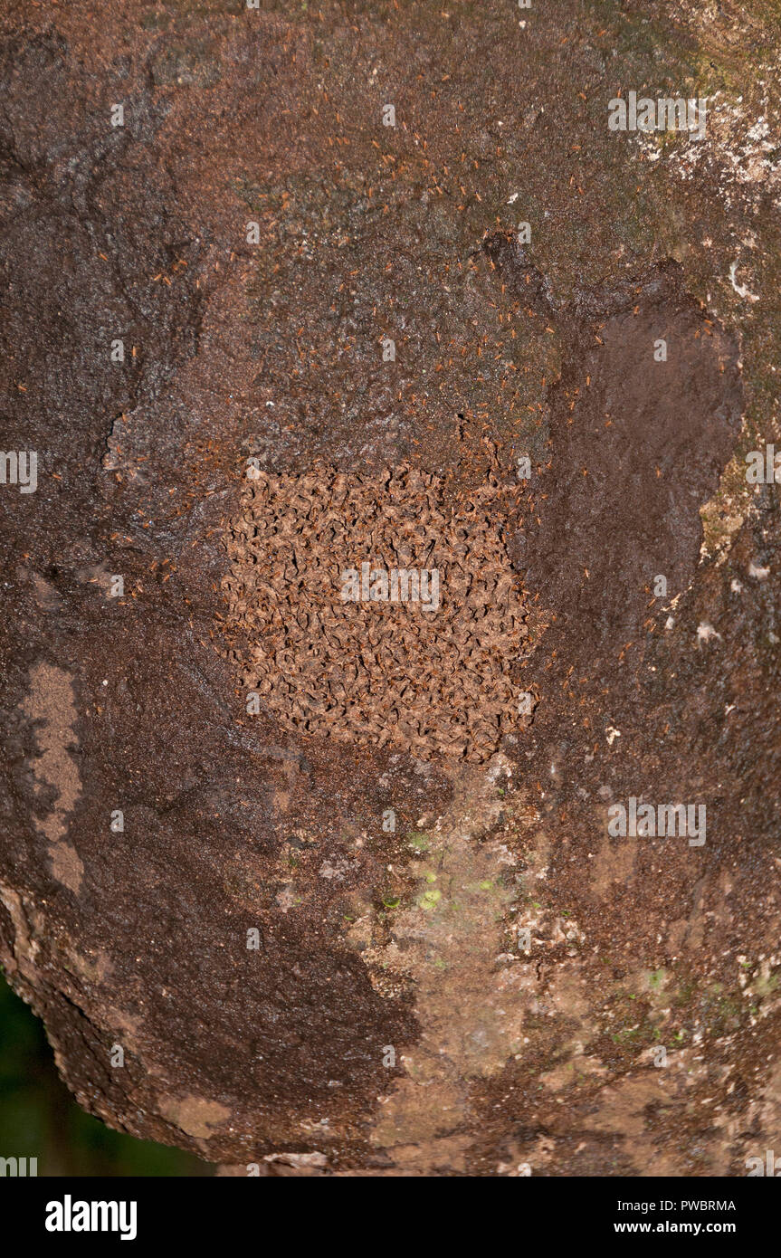 Amazon termite nest hires stock photography and images Alamy