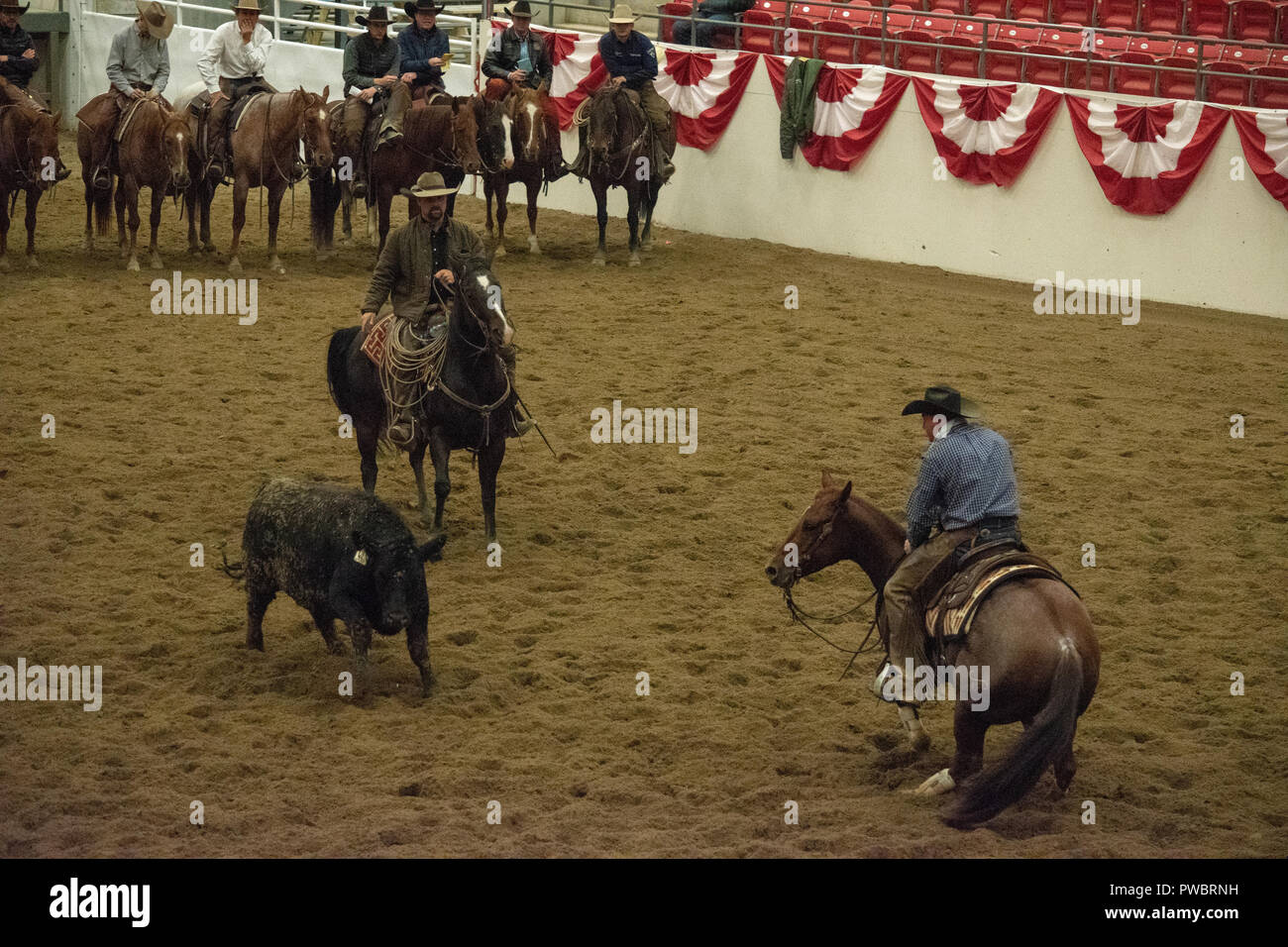 Cutting Horse Futurity, Nutrien Western Event Centre, Calgary Stampede
