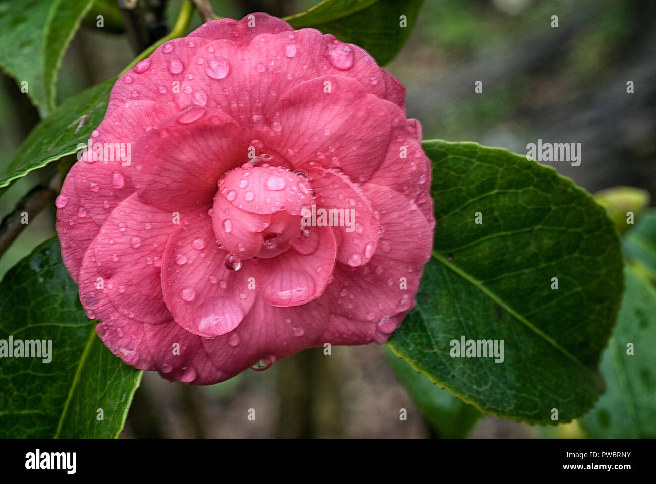 Camellia japonica cv Niobé; Theaceae;  evergreen shurb; double flower fuchsia Stock Photo