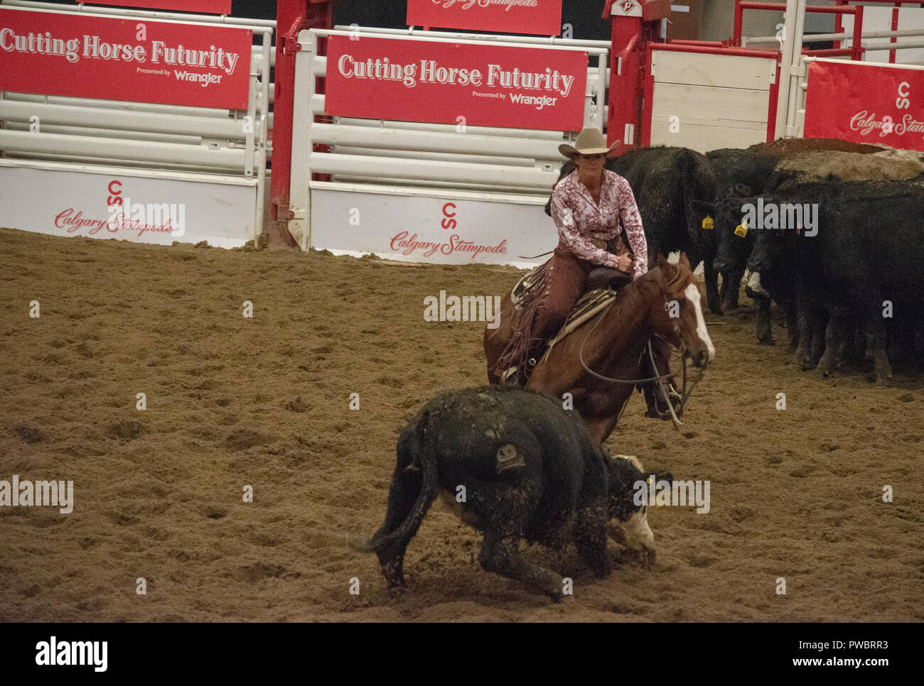 Cutting Horse Futurity, Nutrien Western Event Centre, Calgary Stampede