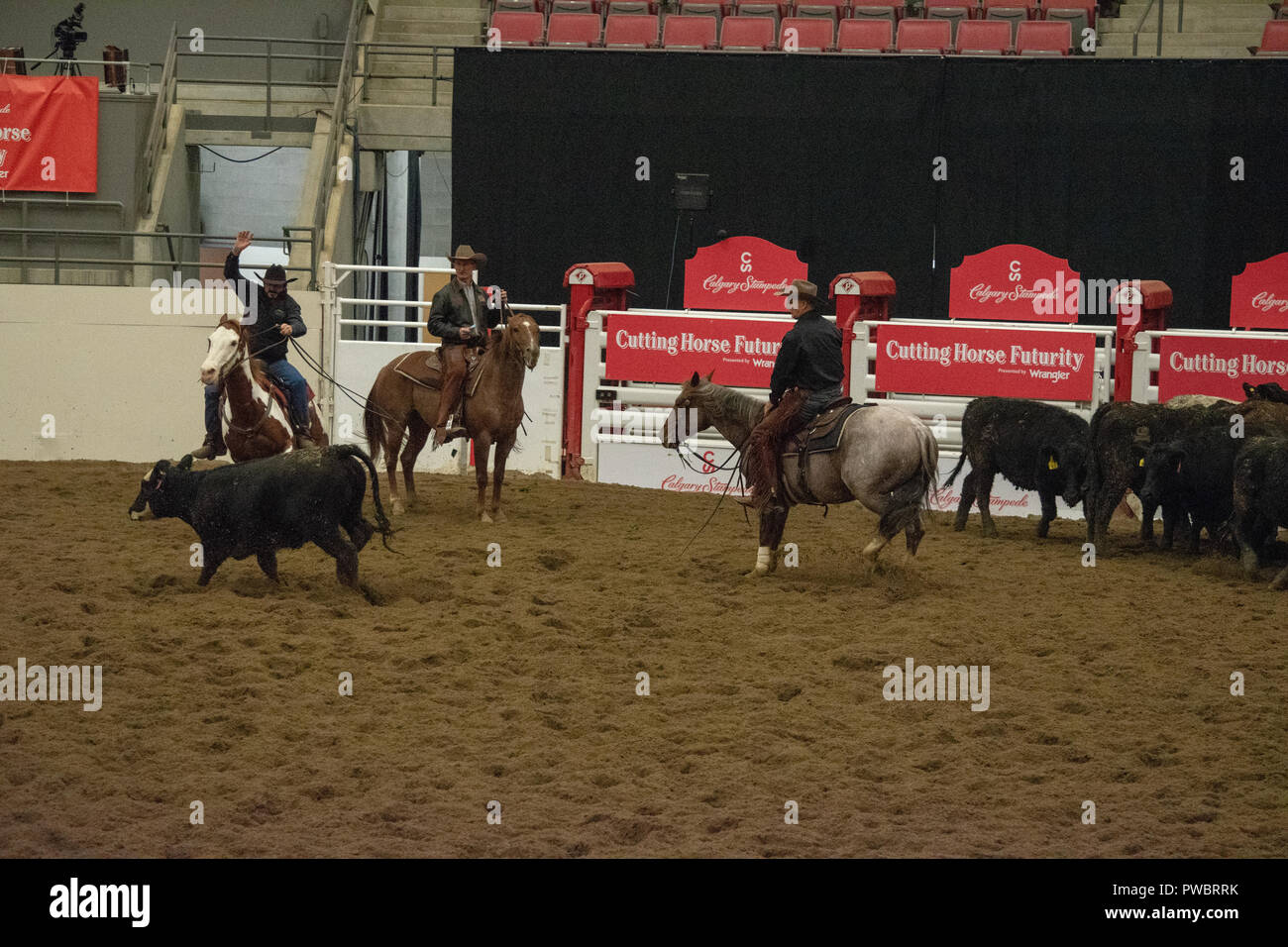 Cutting Horse Futurity, Nutrien Western Event Centre, Calgary Stampede