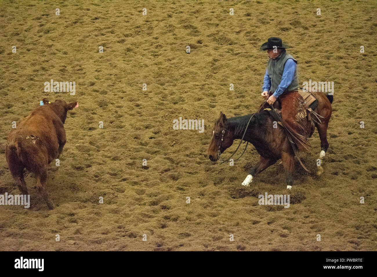 Cutting Horse Futurity, Nutrien Western Event Centre, Calgary Stampede