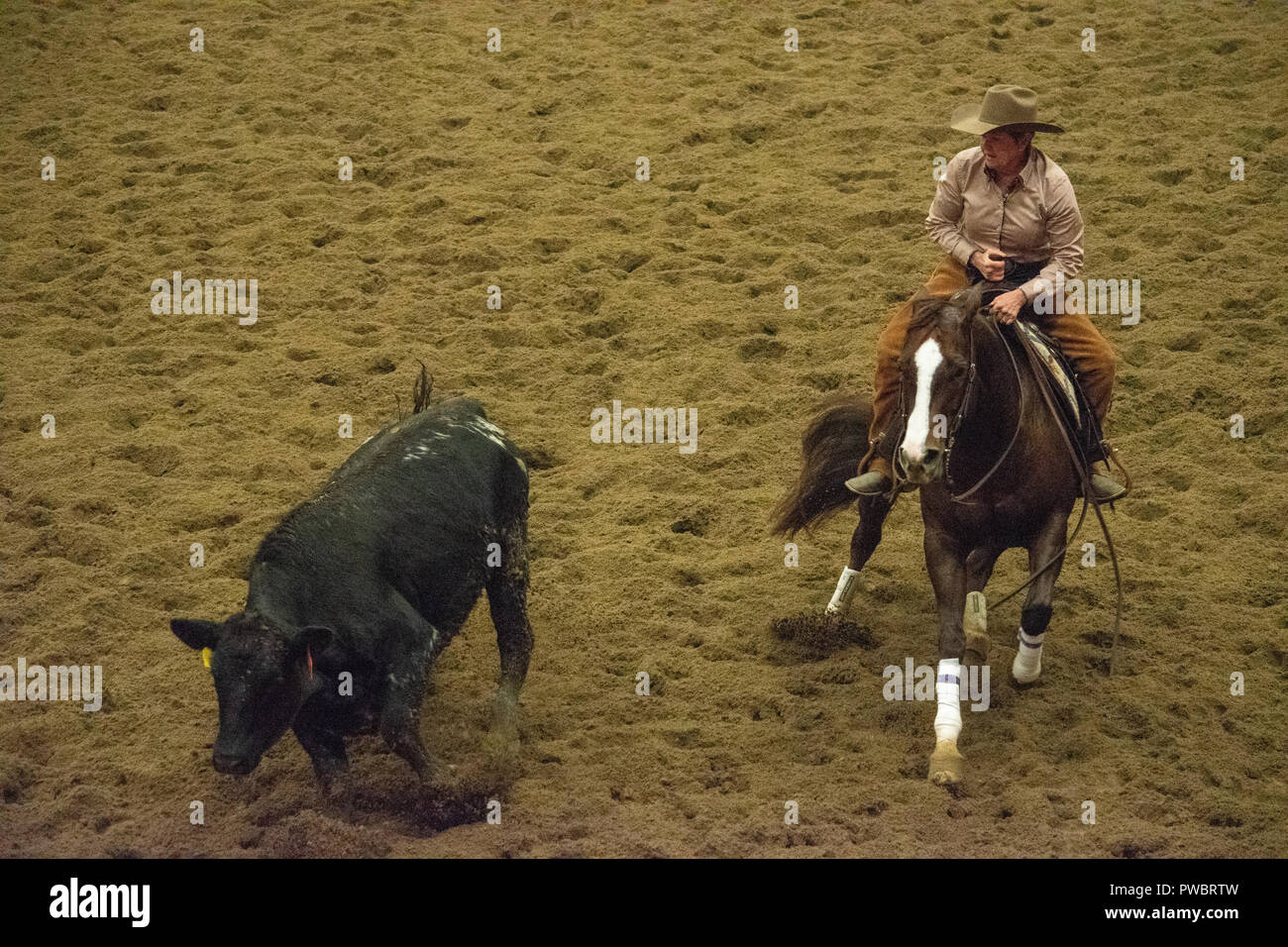 Cutting Horse Futurity, Nutrien Western Event Centre, Calgary Stampede