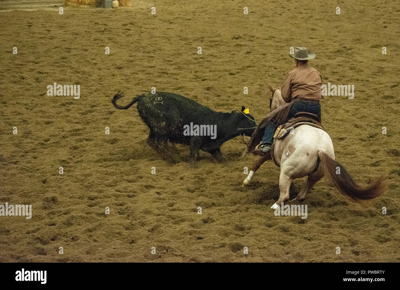 Cutting Horse Futurity, Nutrien Western Event Centre, Calgary Stampede