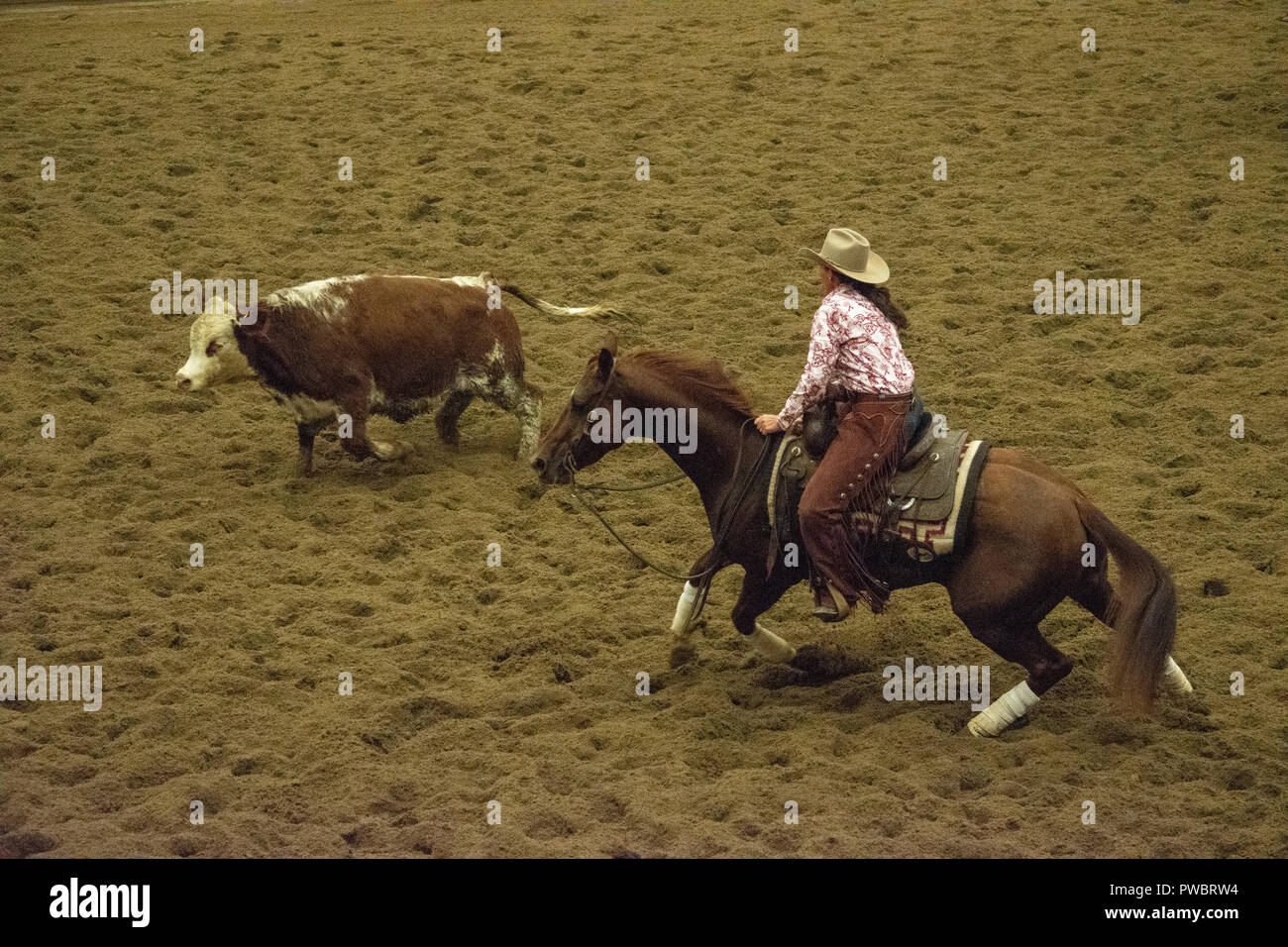 Cutting Horse Futurity, Nutrien Western Event Centre, Calgary Stampede Grounds, Calgary, Alberta, Canada Stock Photo