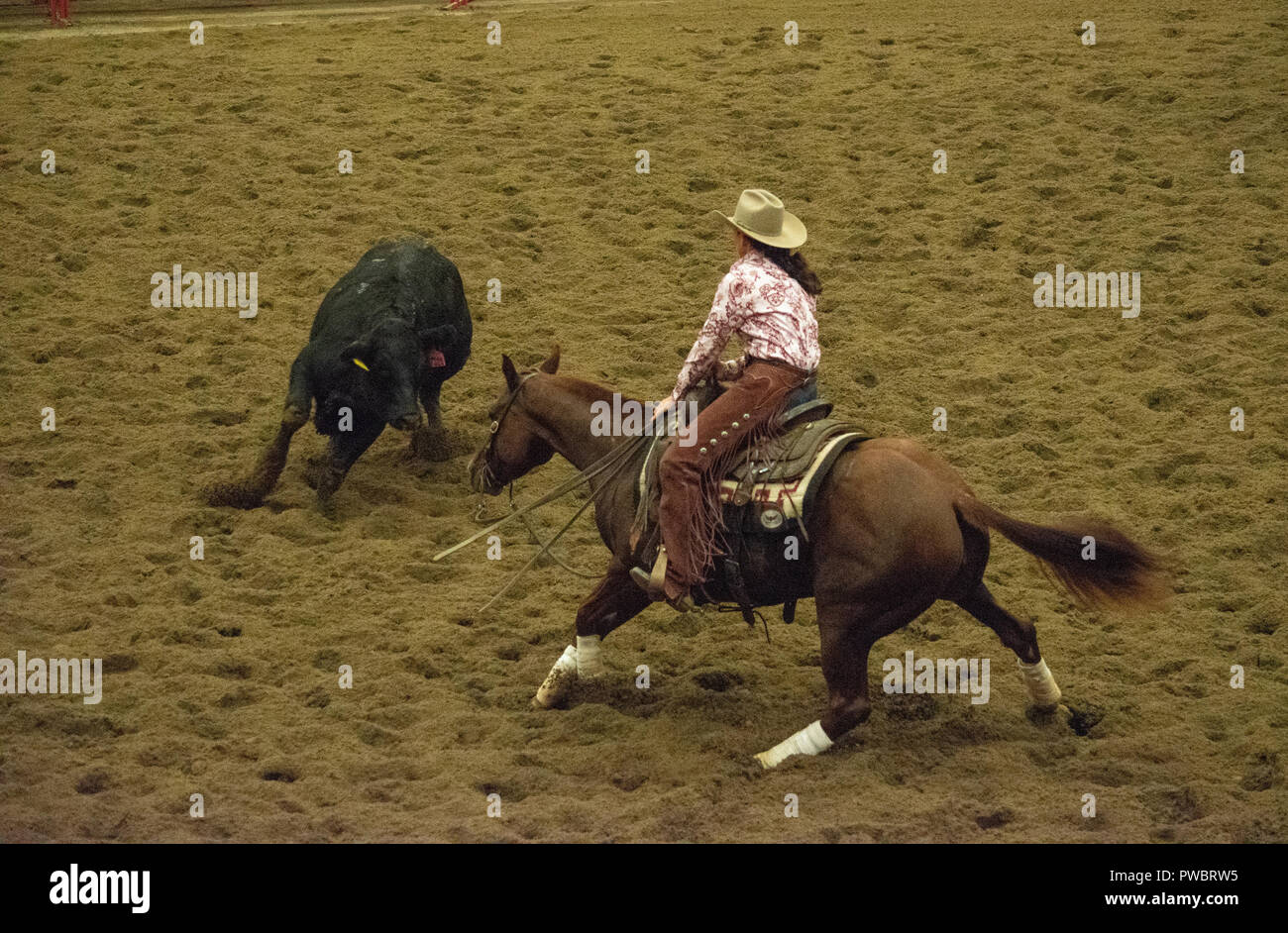 Cutting Horse Futurity, Nutrien Western Event Centre, Calgary Stampede