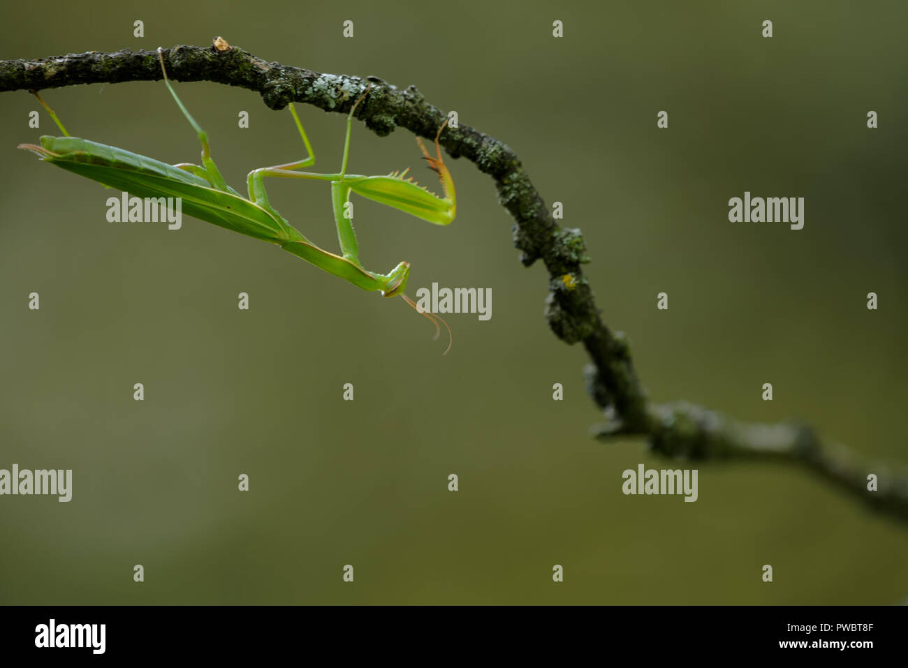 a praying mantis upside down on a branch Stock Photo Alamy