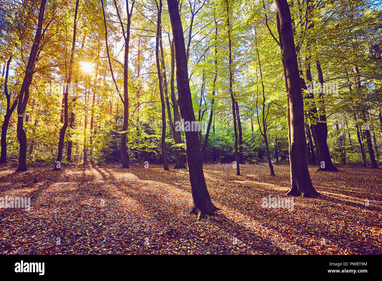 Scenic forest view with deep shadows at sunrise, color toning applied. Stock Photo