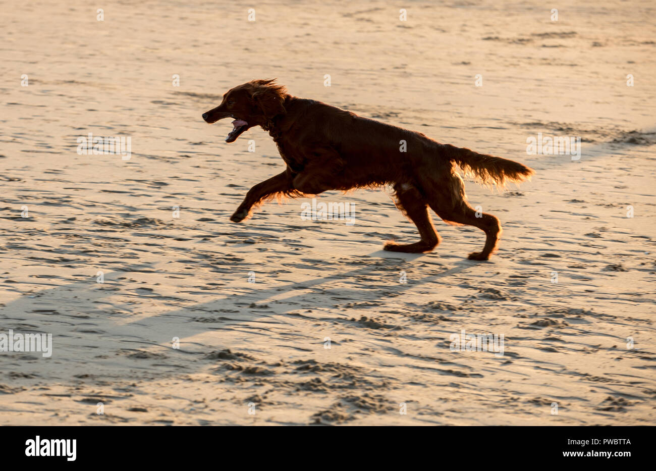 Red setter dog having fun on a beach Stock Photo - Alamy
