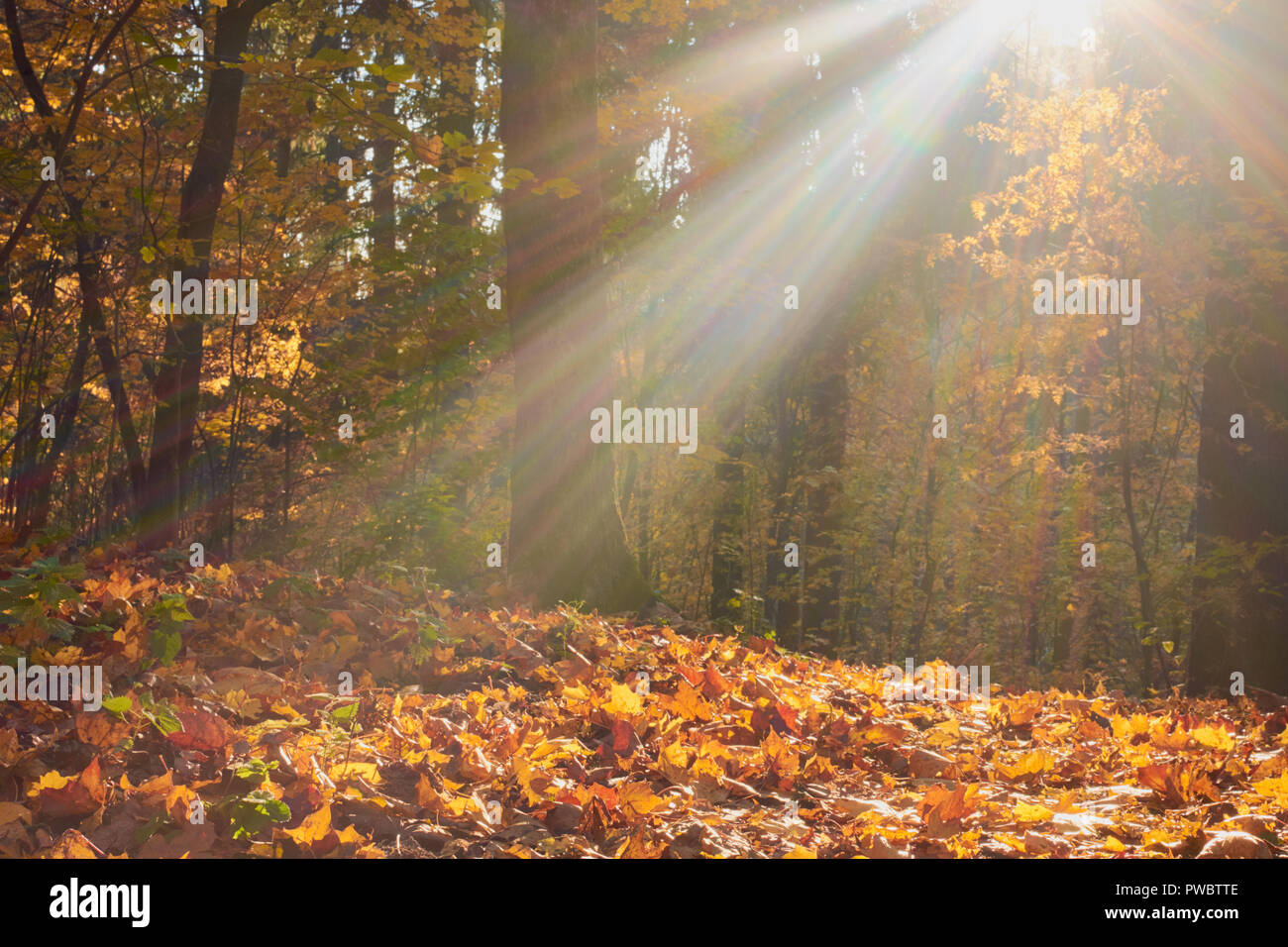 colorful autumn in the Park with sun rays Stock Photo - Alamy