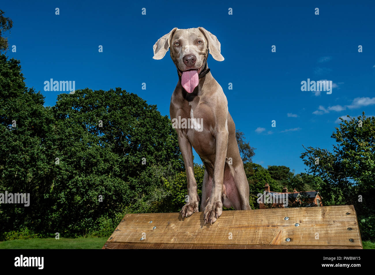A male Weimaraner standing on an 'A' Frame with a blue sky background. Stock Photo