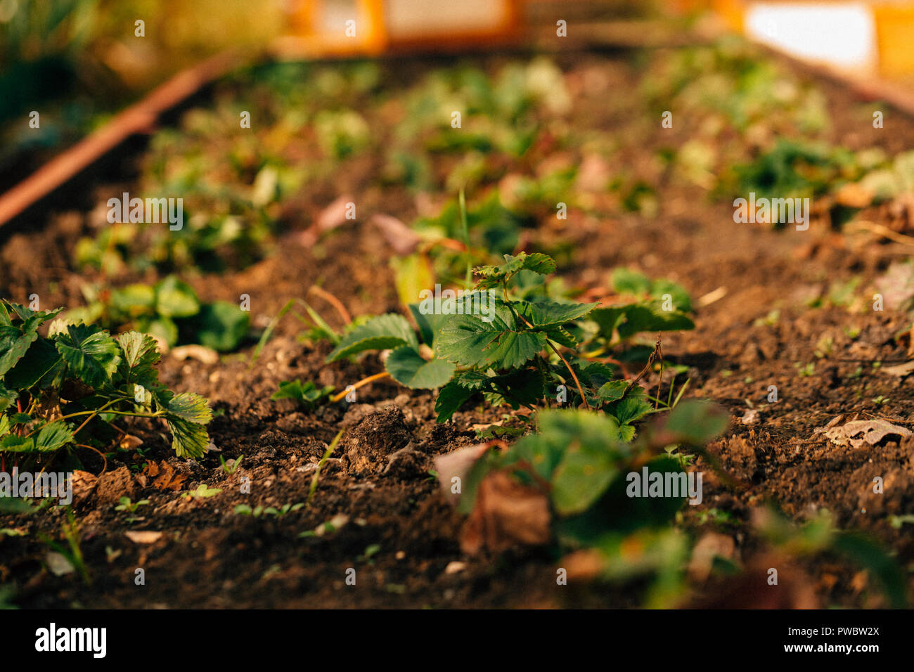 Strawberry bush growing on a garden bed Stock Photo - Alamy