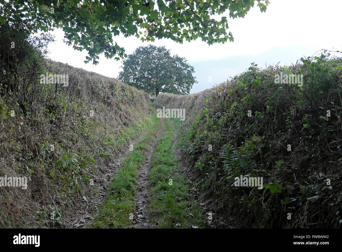 Rural Devon track with high sided hedges lining a footpath in the English countryside in autumn England UK  KATHY DEWITT Stock Photo