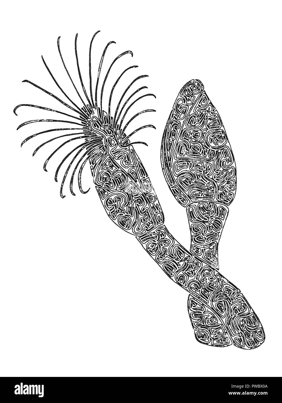 Gooseneck Barnacles Cut Out Stock Images & Pictures Alamy