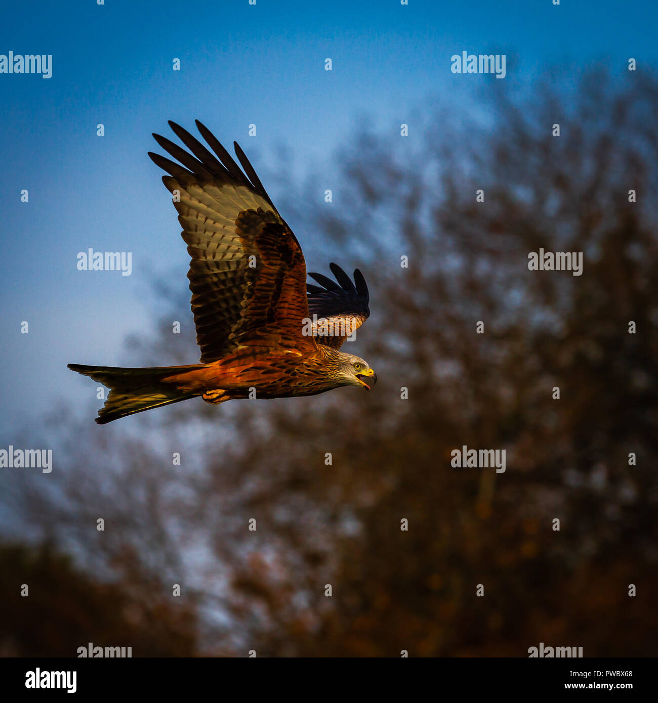 Red Kites in flight midWales UK Stock Photo Alamy
