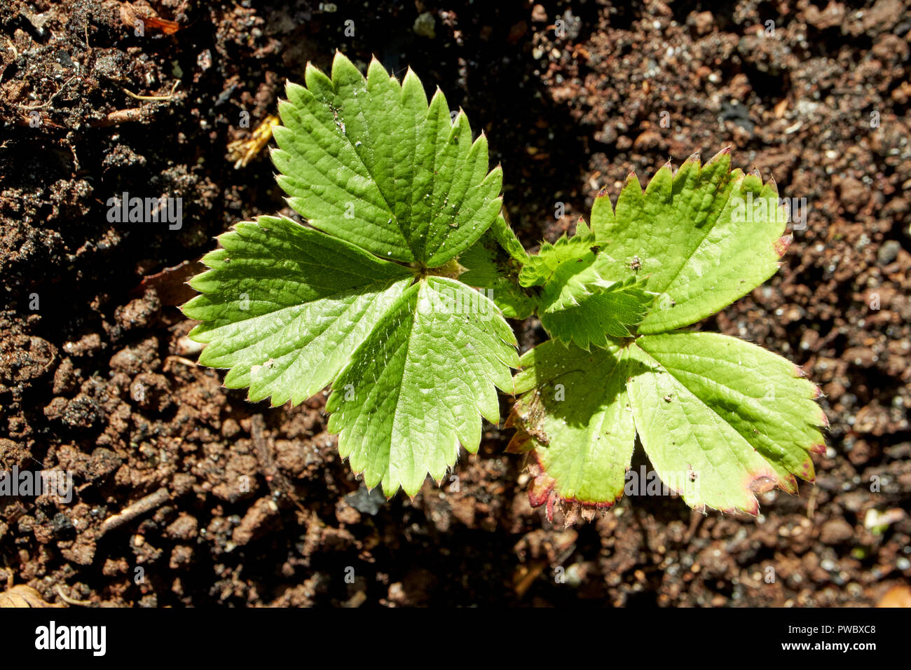 small strawberry plant growing plants in garden Stock Photo
