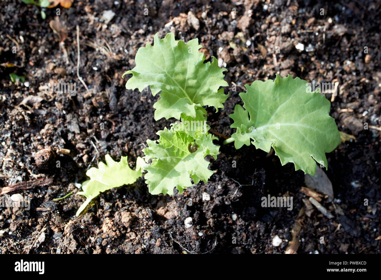small kale plant growing plants in garden Stock Photo