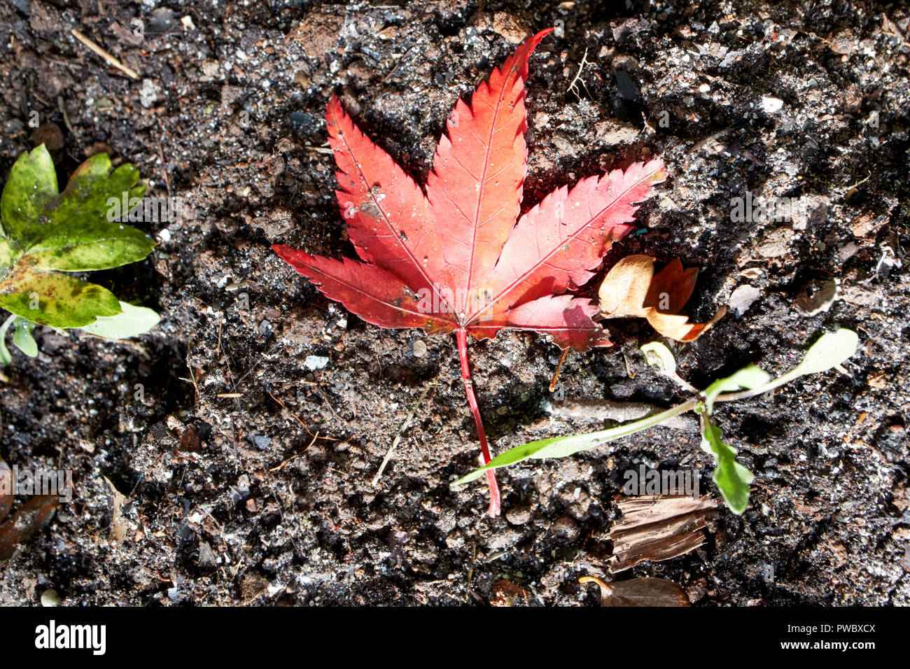 red fallen acer leaf lying on ground next to small rocket plant growing plants in garden Stock Photo