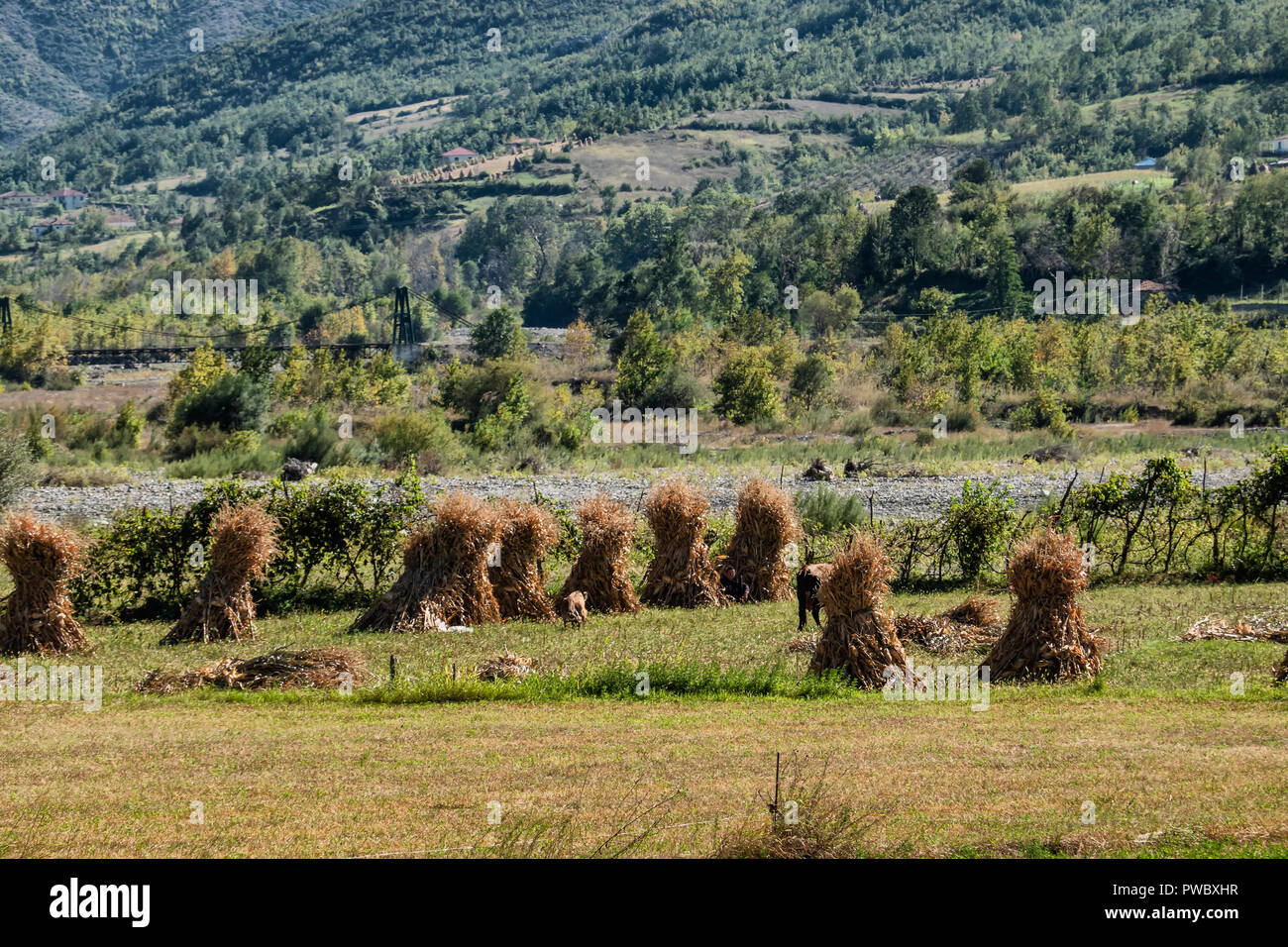 Traditional golden corn stacks on a field in Albania Stock Photo