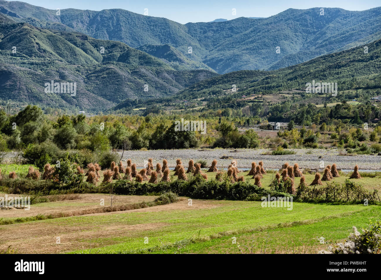 Traditional golden corn stacks on a field in Albania Stock Photo