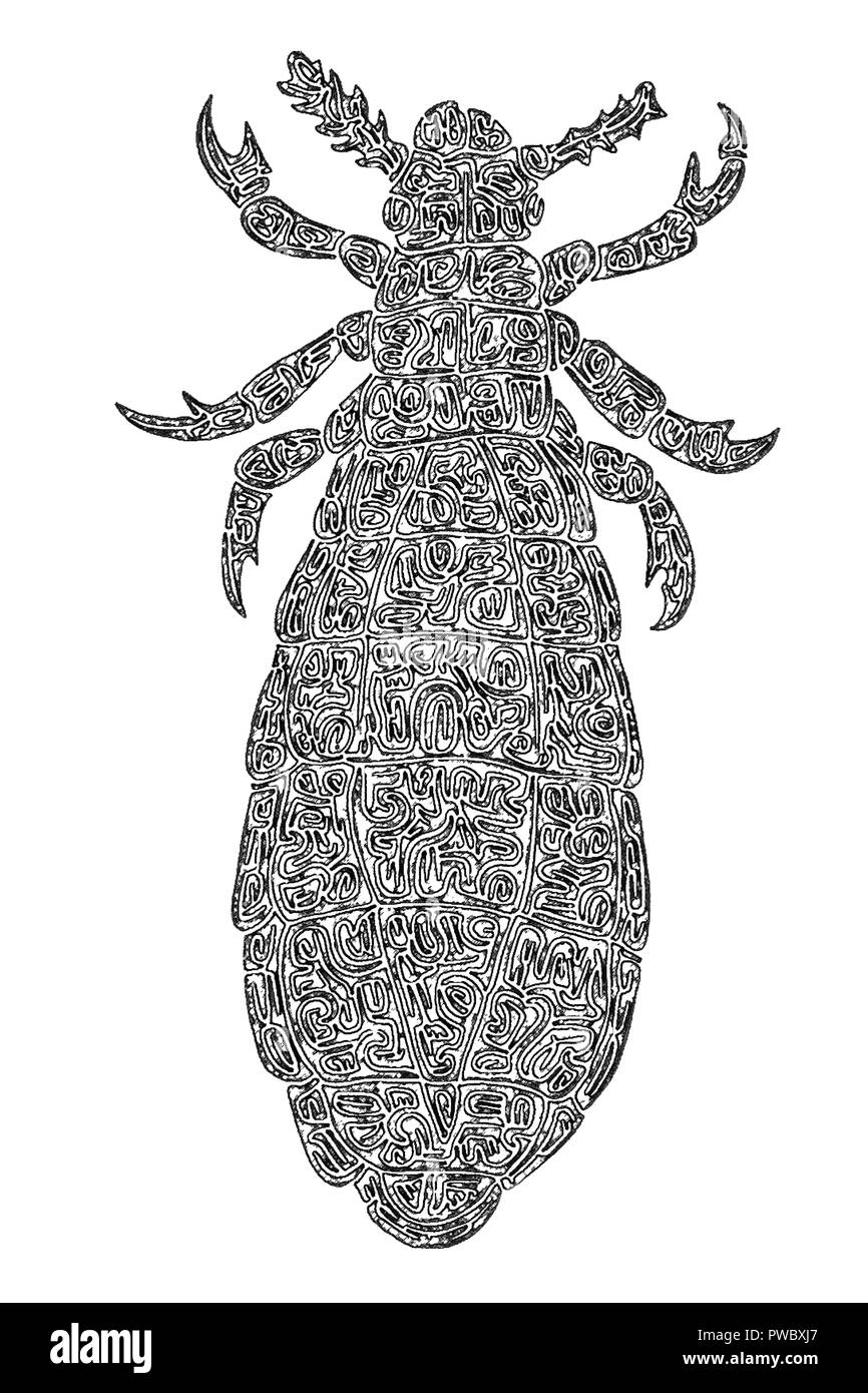 Body Lice Head Lice High Resolution Stock Photography and Images Alamy