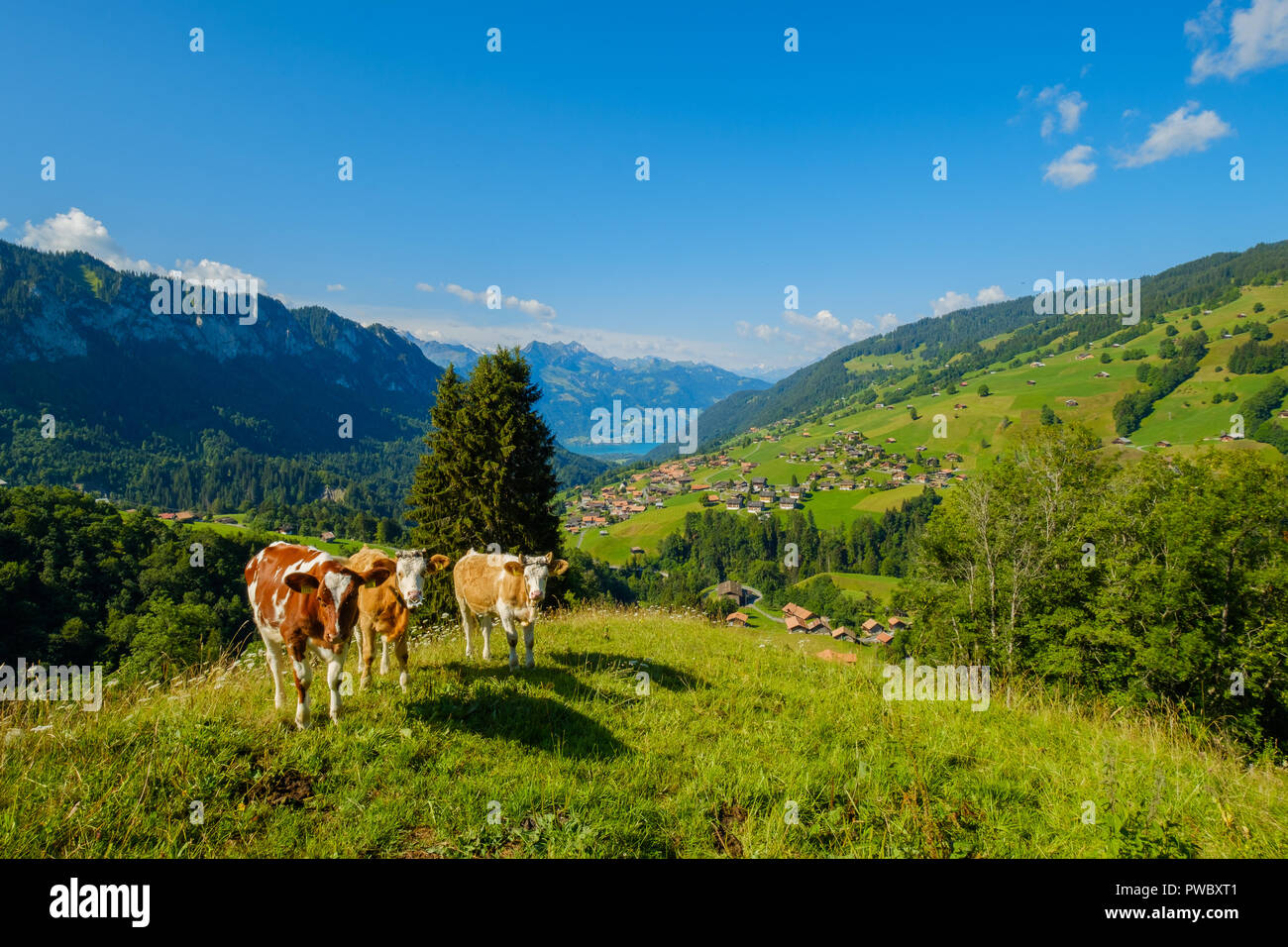 Small herd of cows graze in the Alpine meadow Stock Photo - Alamy