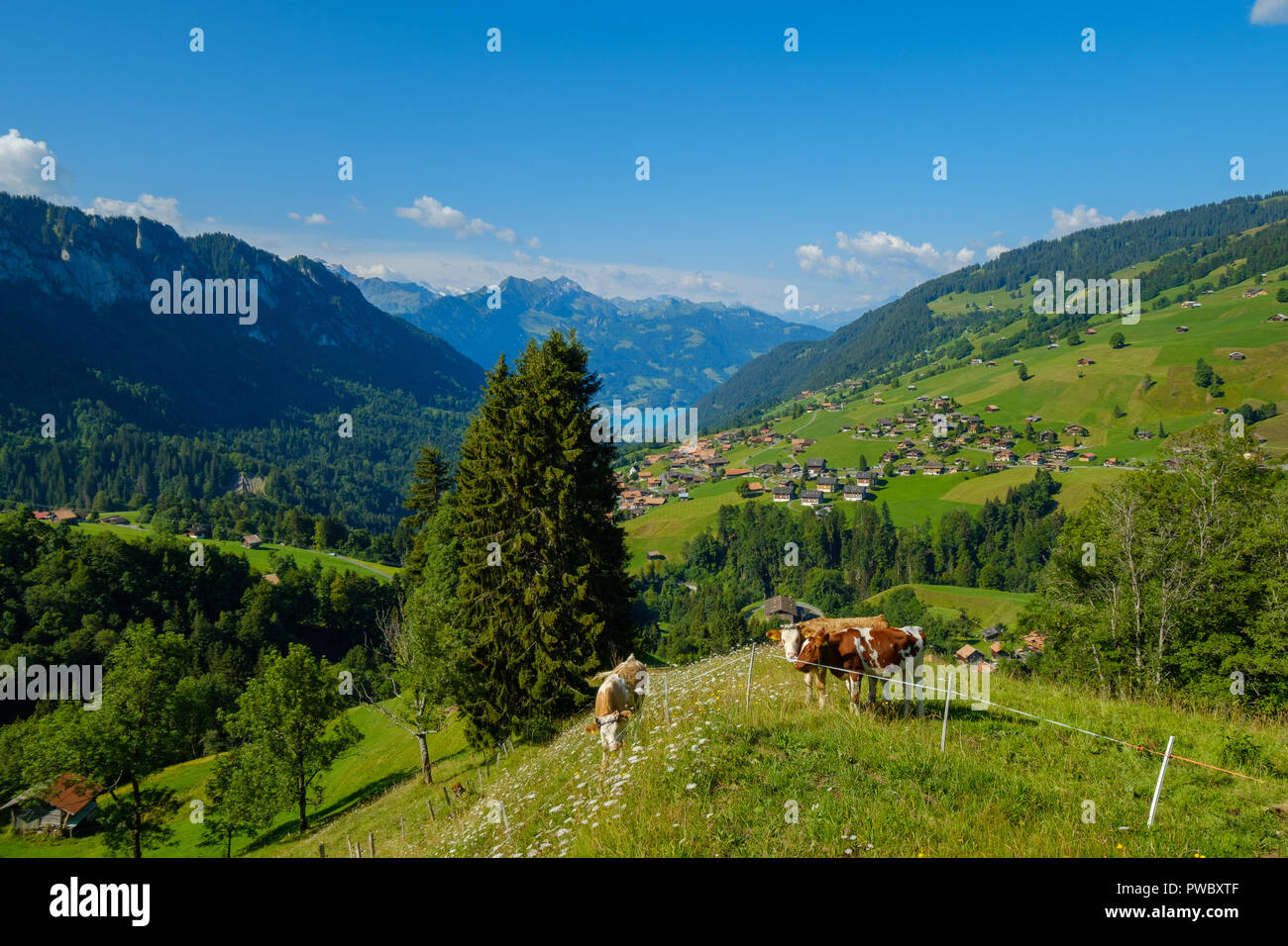 Small herd of cows graze in the Alpine meadow Stock Photo - Alamy