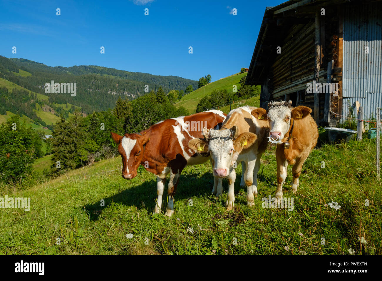 Small herd of cows graze in the Alpine meadow Stock Photo - Alamy