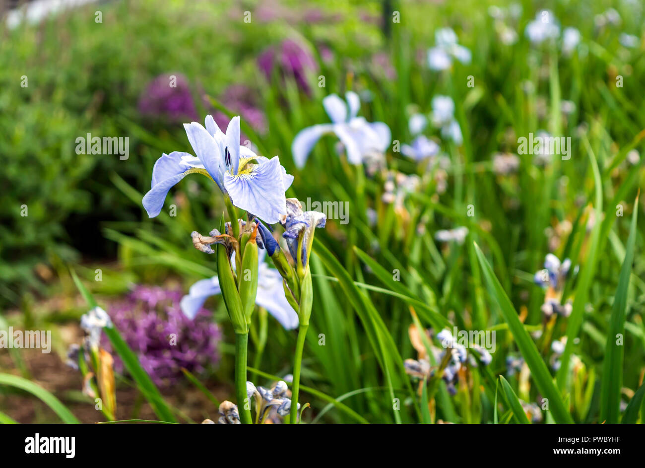 Flowering blue Iris flower in the meadow. Named after the Greek goddess of the rainbow, irises bring color to the garden and parks in spring and summe Stock Photo