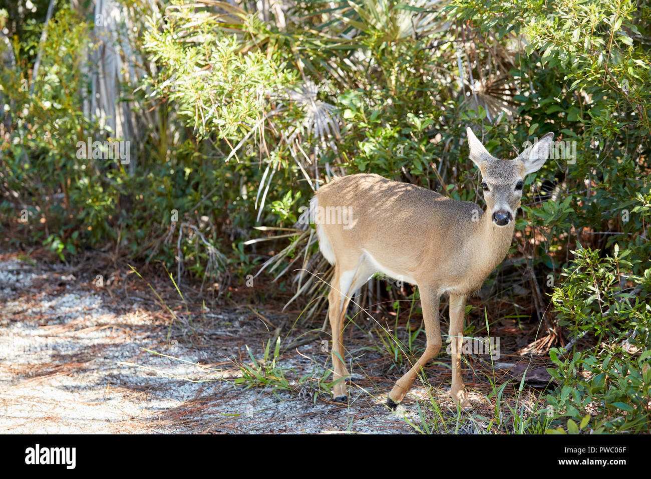 Big pine key deer hires stock photography and images Alamy
