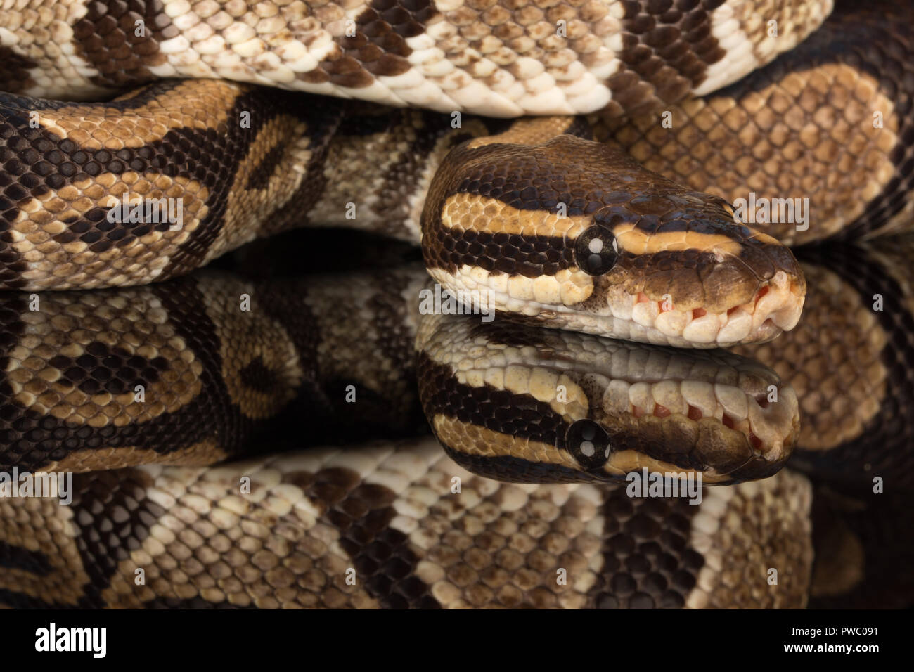Royal python, also called the ball python (Python regius), an African reptile snake species Stock Photo