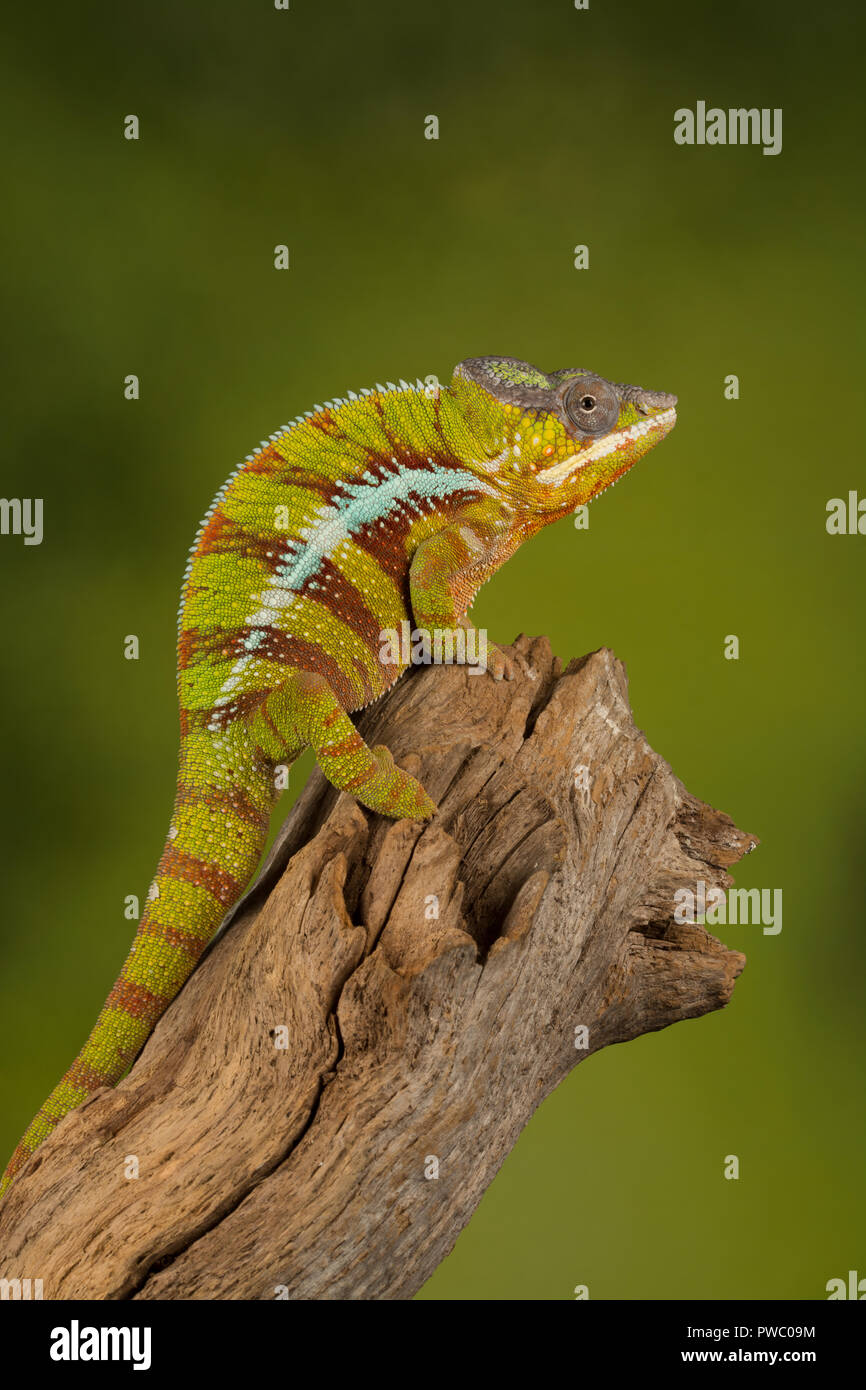 Panther chameleon (Furcifer pardalis), a colourful reptile from Madagascar Stock Photo