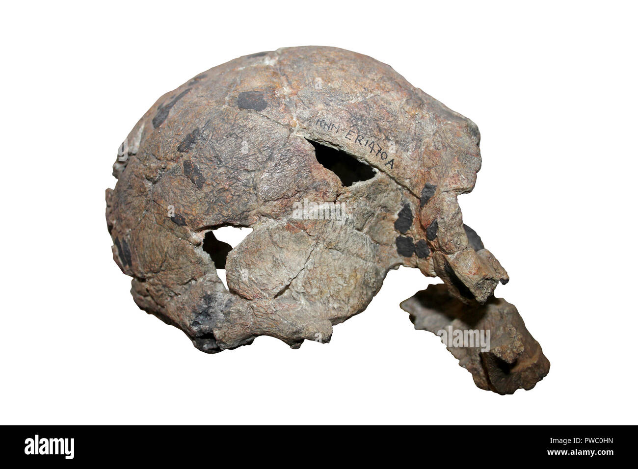 Homo rudolfensis KNM ER 1470 Stock Photo