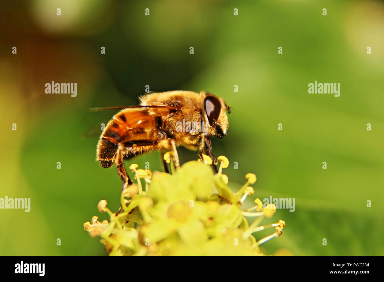Honey bee on plant Stock Photo