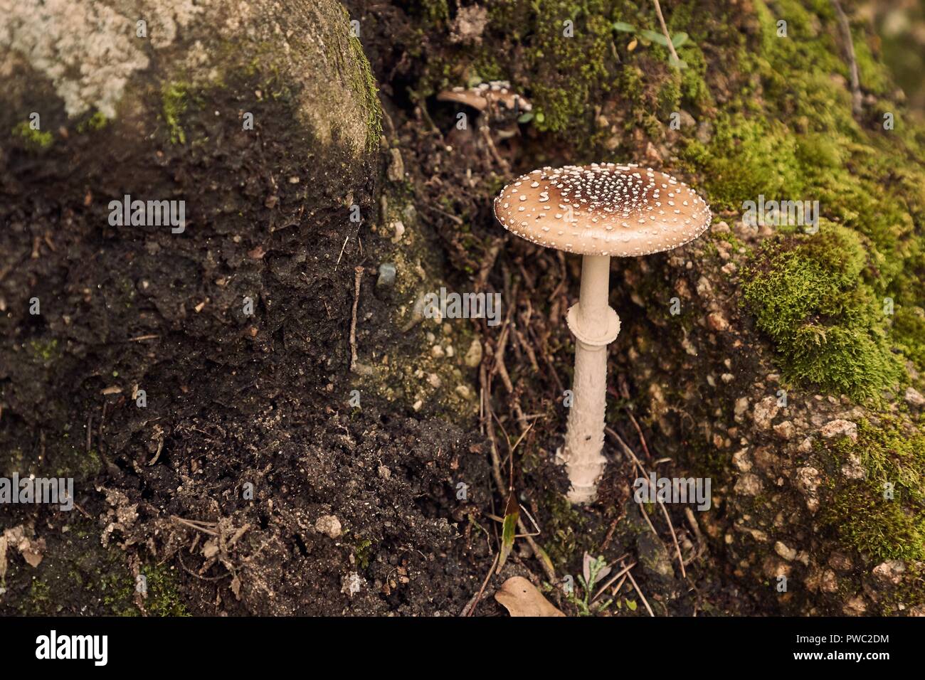 Mushroom growing in a forest Stock Photo