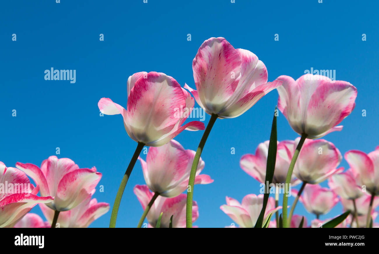 Pinkwhite tulips, the Netherlands Stock Photo Alamy