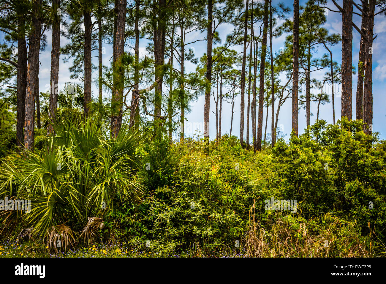 Palm trees and pines along the shoreline of the Apalachicola Bay inlet