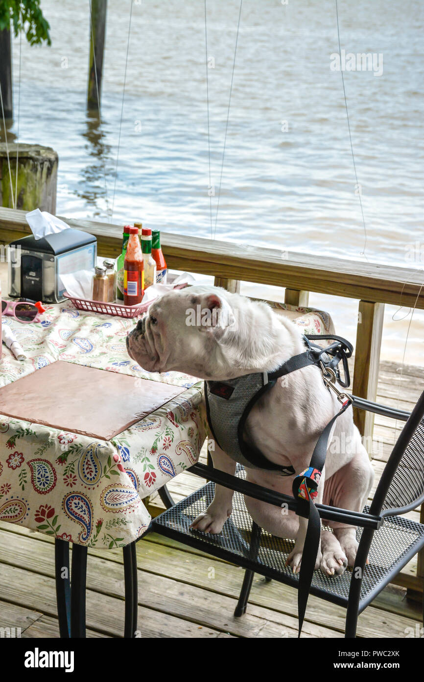 dog patio chair