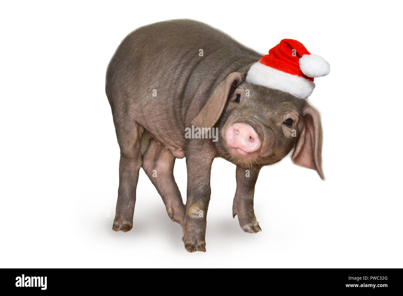 Cute Pig In A Santa Hat And Scarf Mascot Of The New Year 2019 According To Chinese  Zodiac Calendar Stock Illustration - Download Image Now - iStock