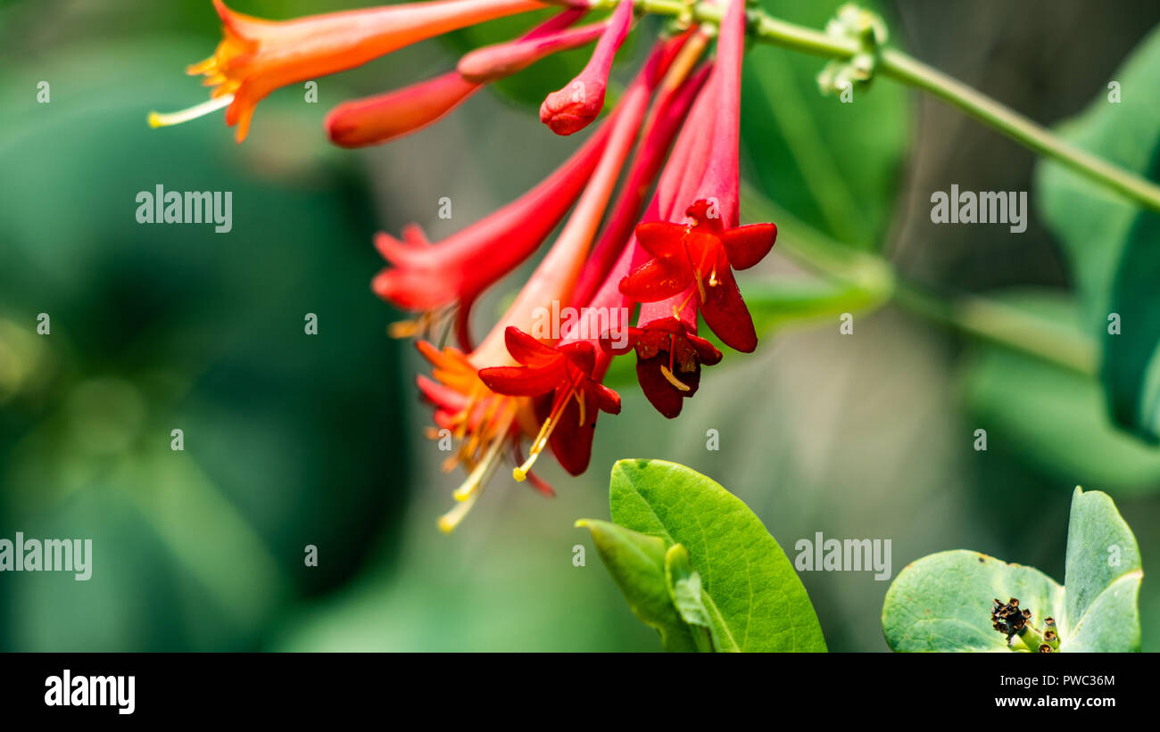 Lonicera sempervirens hires stock photography and images Alamy