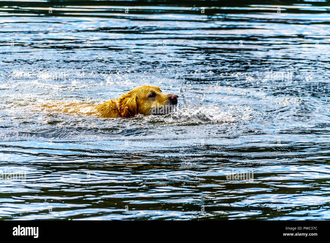 Golden labrador swimming hires stock photography and images Alamy