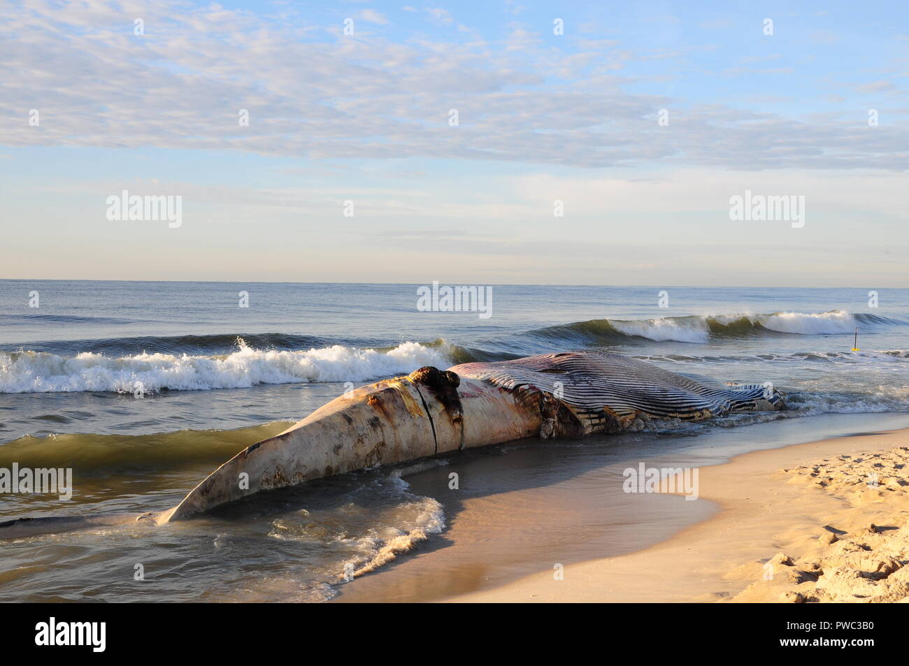 Dead Finback Whale Stock Photo
