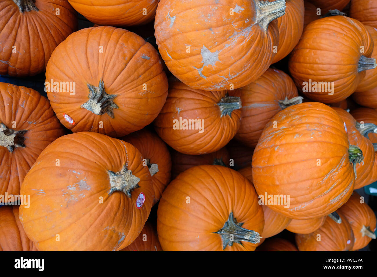 Austin Pumpkin Pile Stock Photo