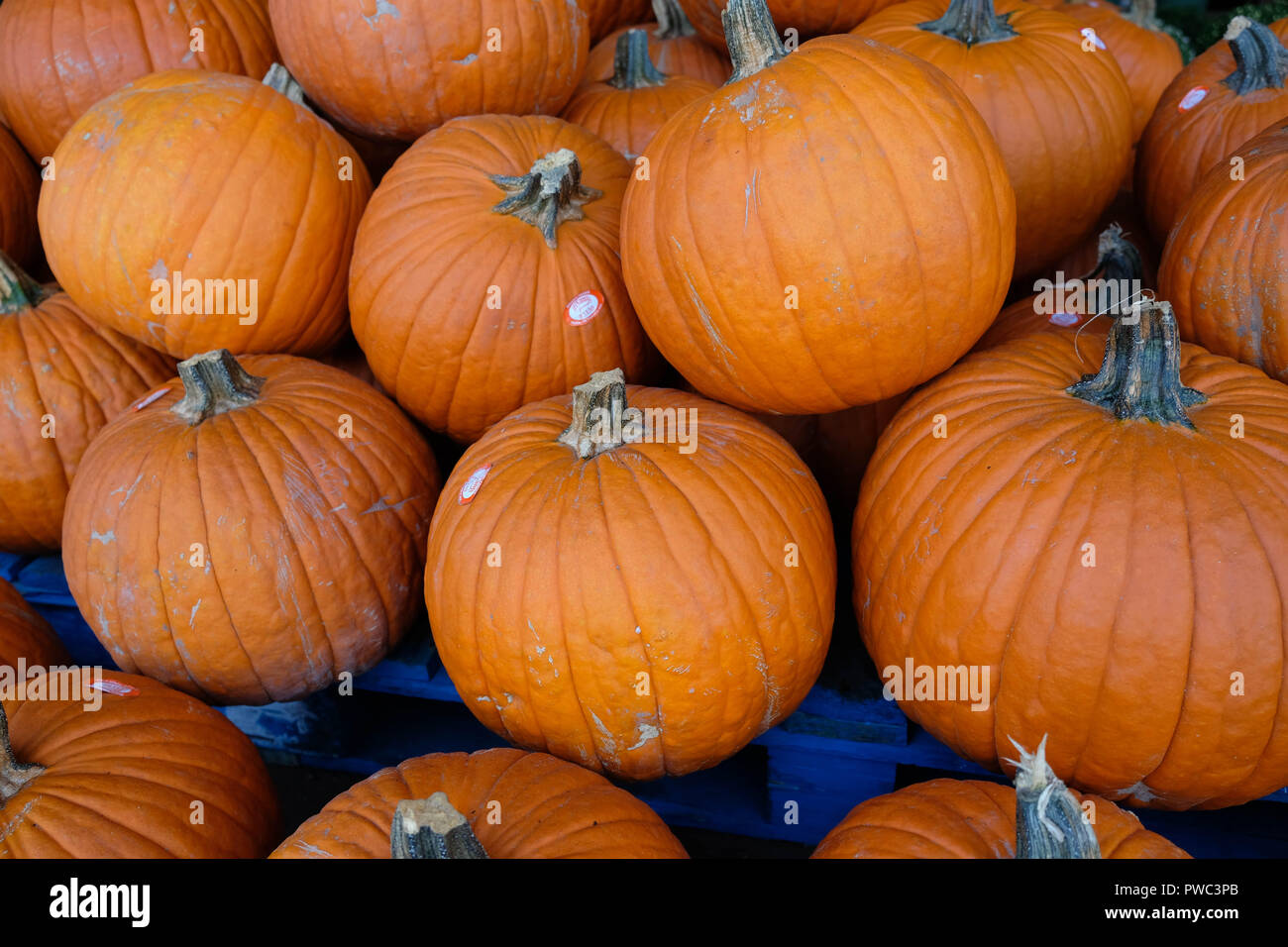 Austin Pumpkin Pile Stock Photo