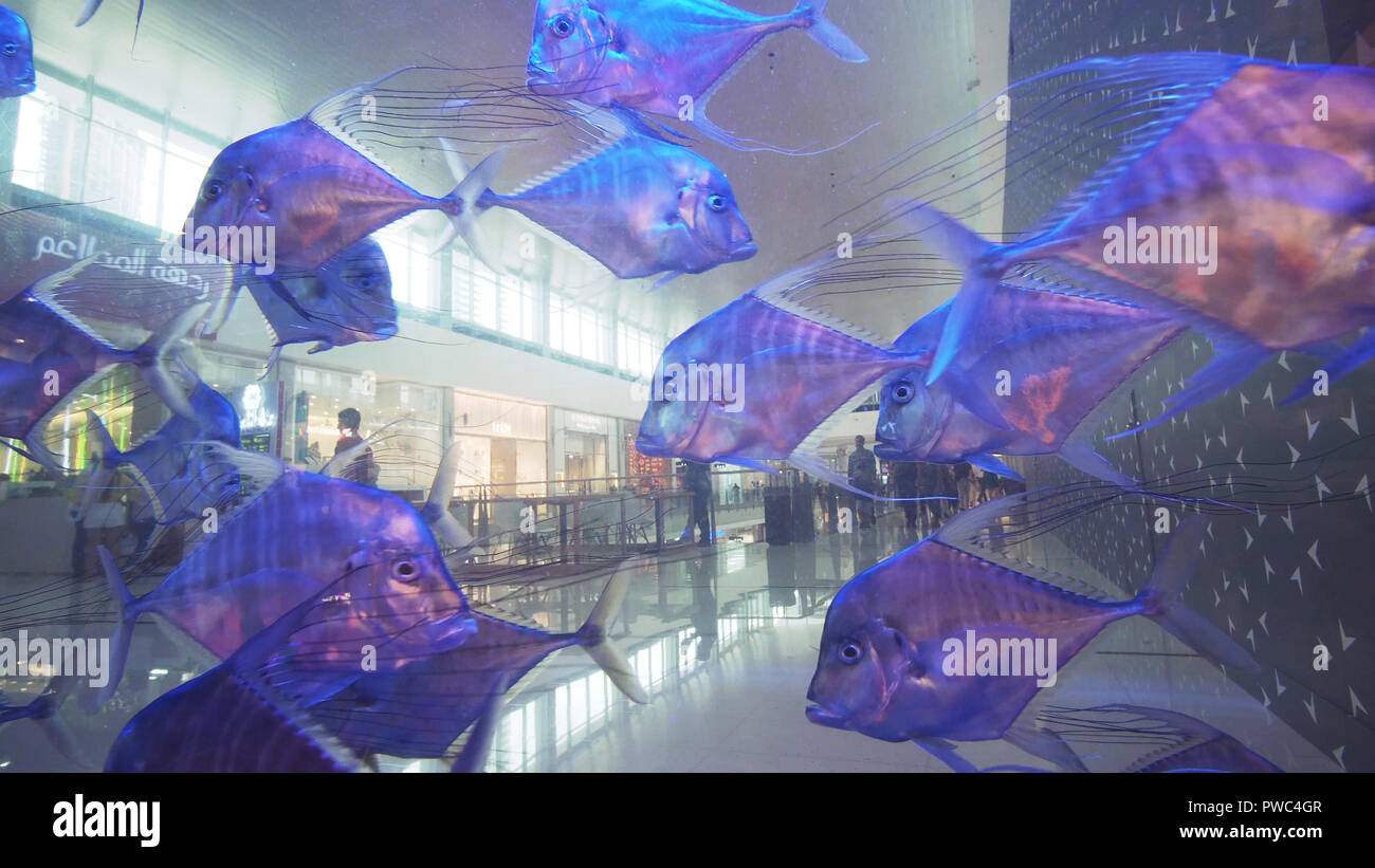 Transparent wall aquarium with beautiful fish in the Dubai Mall, the