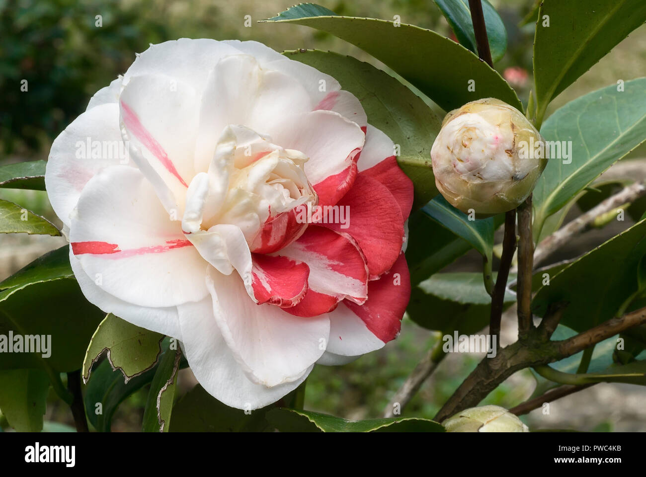 Camellia japonica cv Angela Cocchi; evergreen shurb; double flower, white with red streaks. Ancient camellias from Lucca Stock Photo
