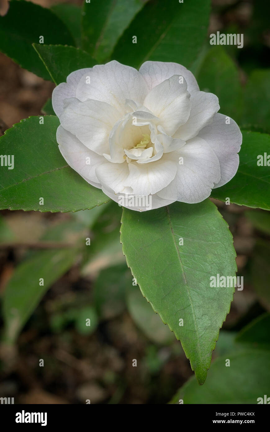 Sasanqua Flowers Stock Photos Sasanqua Flowers Stock Images Alamy