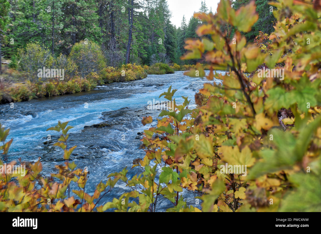 Autumn at the Metolius River in Central Oregon Stock Photo