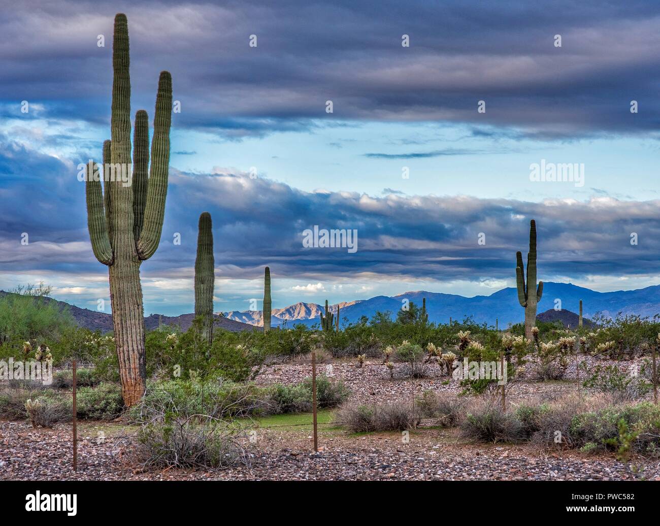 Beautiful desert day out in Peoria Arizona. I took this shot when out ...